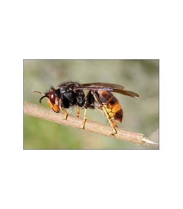 Drone Antifrelon un Riflesso del Mondo