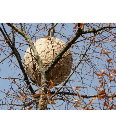 Drone Antifrelon Reflet du Monde